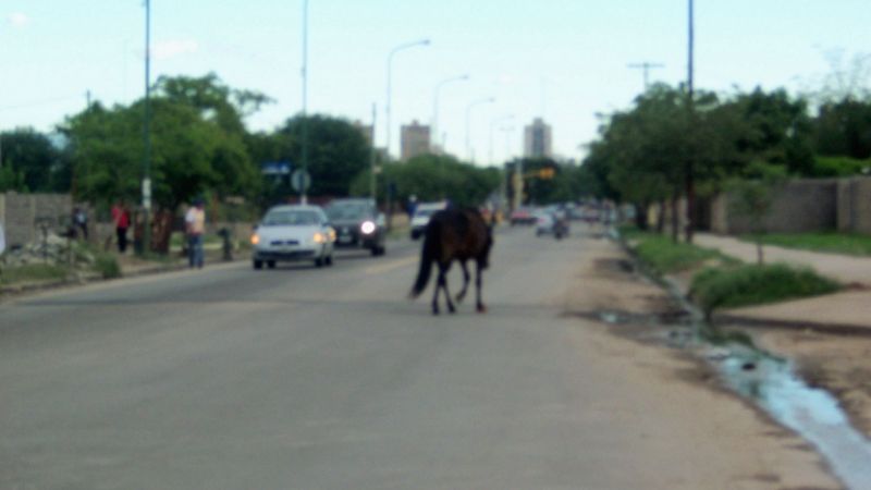 Secuestran más animales sueltos