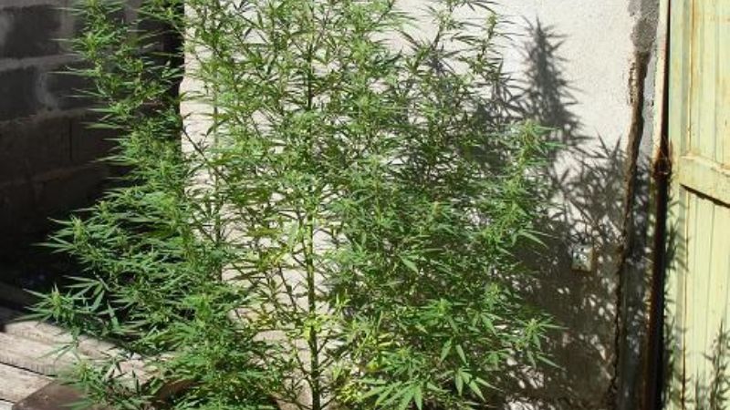 Gran operativo antidrogas