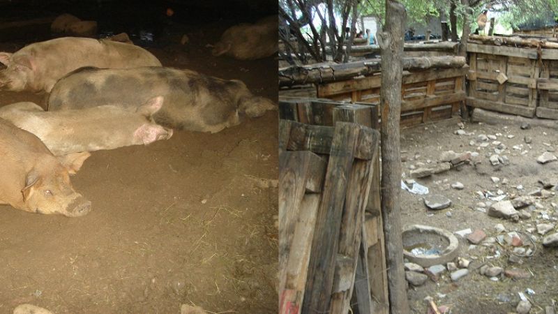 Operativos de erradicación de criaderos de cerdos en zonas urbanas