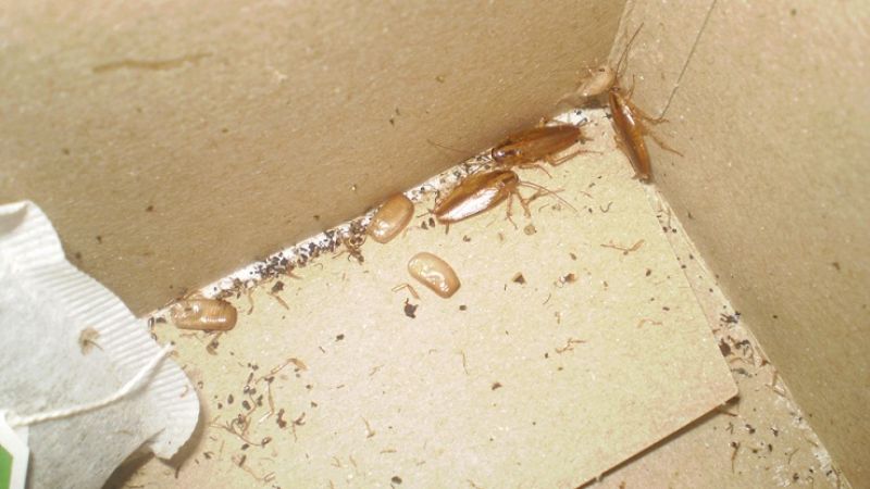 Clausuran comercios en Valle Viejo