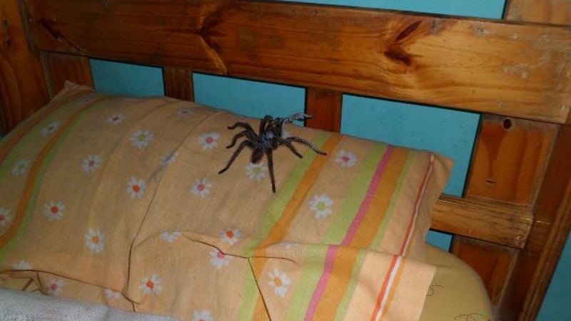 Invasión arácnida en Banda de Varela