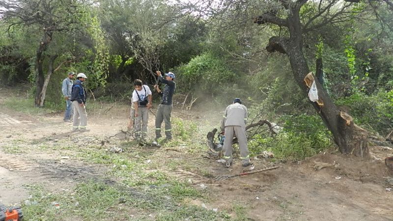 Trabajos de poda en la Capital