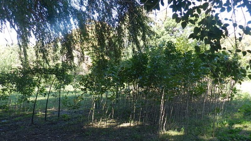 Importantes avances en el “Vivero Municipal”