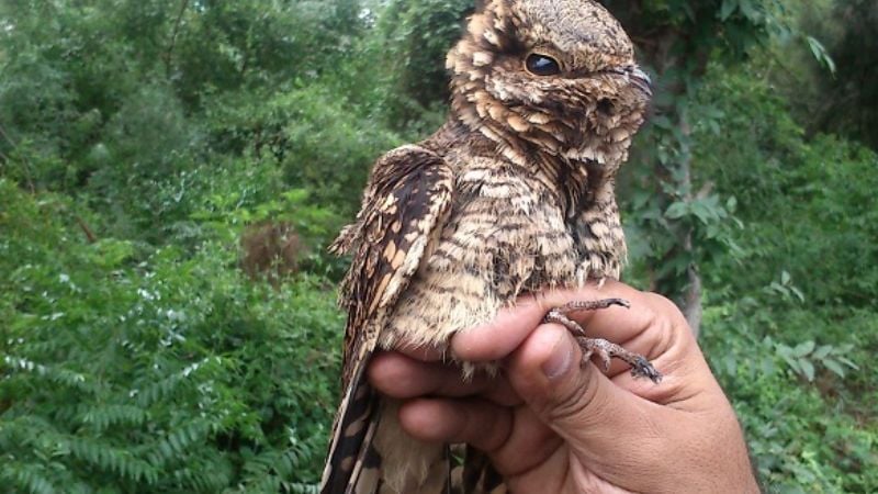 Personal de la Secretaría del Ambiente liberaron aves silvestres