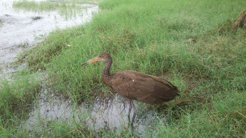 Personal de la Secretaría del Ambiente liberaron aves silvestres