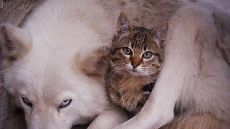 Continúan las actividades por la Semana del Animal