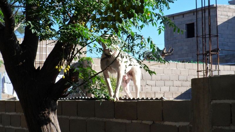 Perro a punto de atacar a vecinos