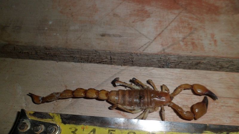 Evoluciona favorablemente el menor picado por un alacrán