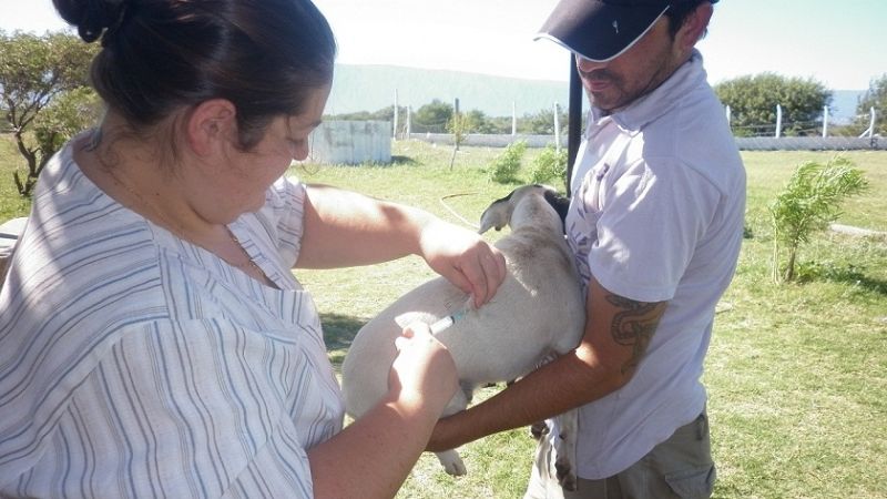 Continúan con la campaña de vacunación antirrábica en barrios 