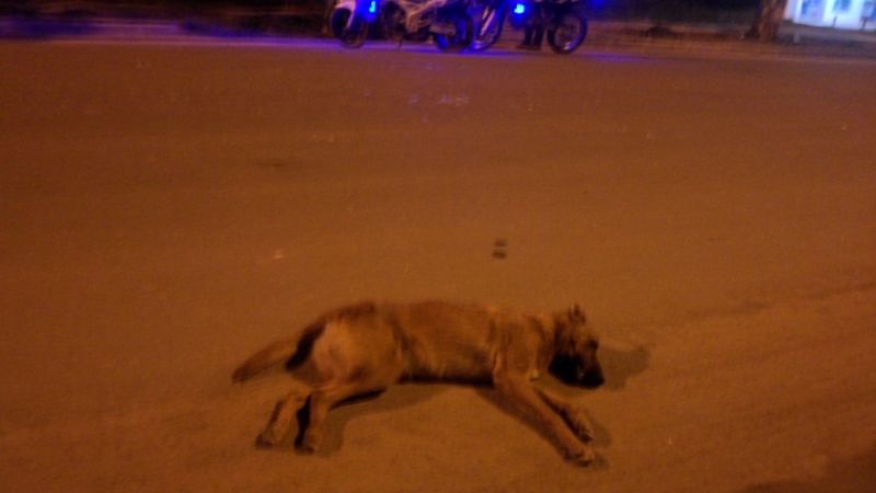 Motociclista hospitalizado tras impactar con un perro