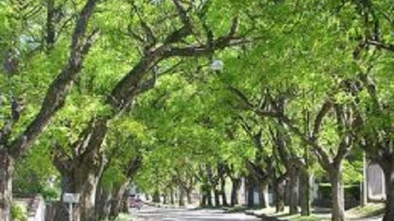 Vecino hacha árbol y deja sin luz a Las Chacras