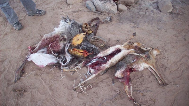 Secuestran piezas de animales vulnerables y protegidos