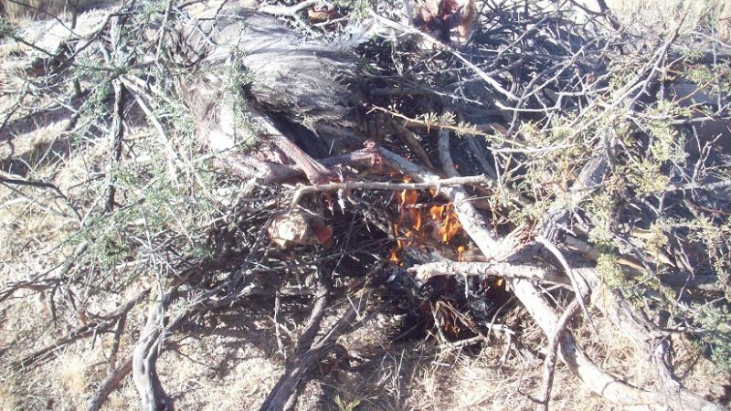 Secuestran piezas de animales vulnerables y protegidos