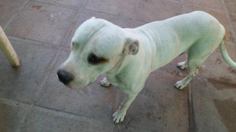 \"Pirata\" atacó a delincuente y evitó un asalto