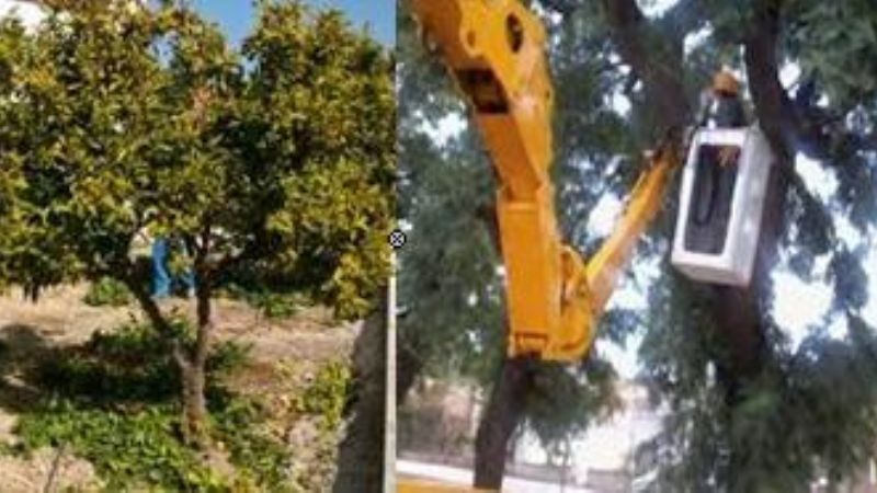 Continúan los operativos de poda