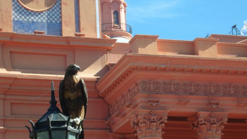 Un águila salió a pasear por el centro catamarqueño