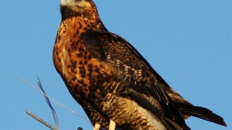Más sobre el águila que pasó por la Catedral