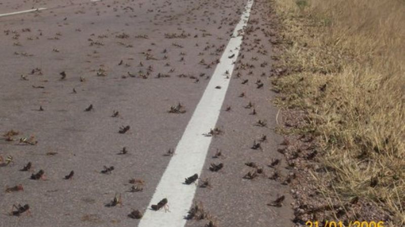 Plaga de langostas invadió Andalgalá