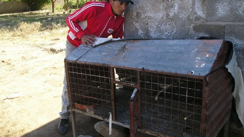 Secuestran y liberan aves nativas en Chumbicha