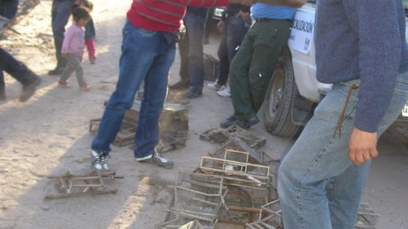 Secuestran y liberan aves nativas en Chumbicha