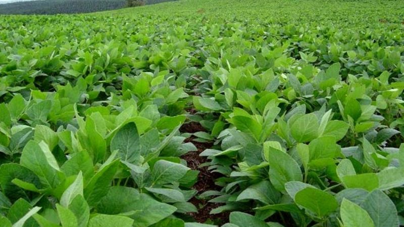 Las provincias recibieron 24,2% más de recursos del Fondo Sojero