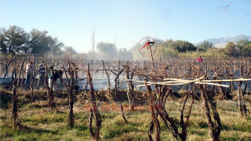 Incendio en un viñedo de uva para vinos finos