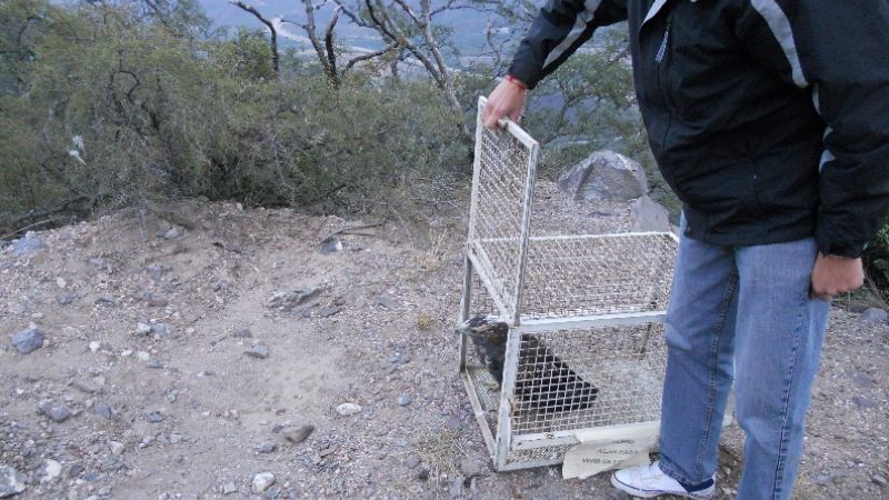 Liberan juvenil de aguila mora