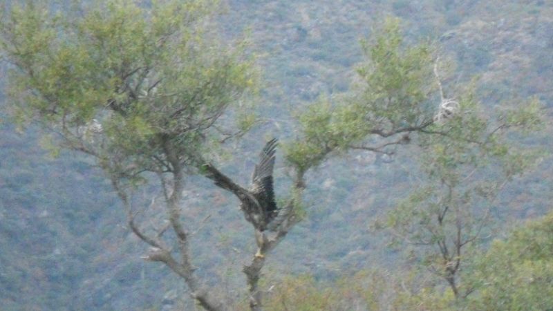 Liberan juvenil de aguila mora