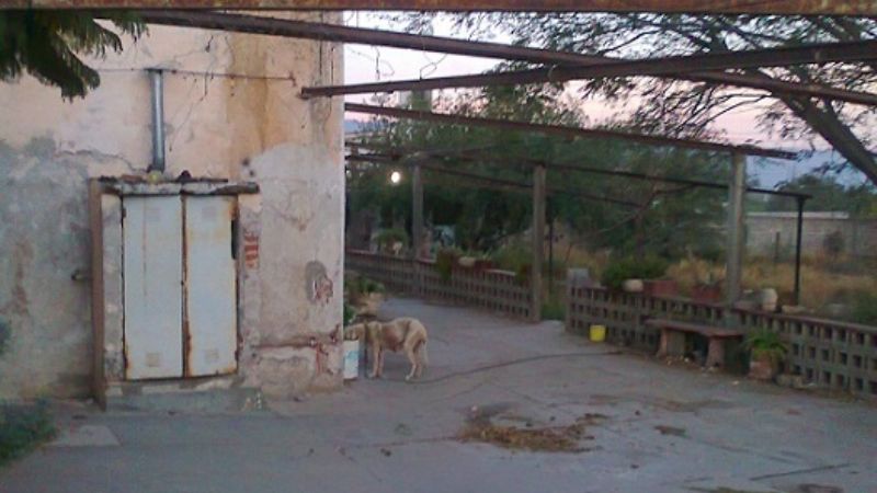 Denuncia penal por abandono y maltrato animal en La Chacarita