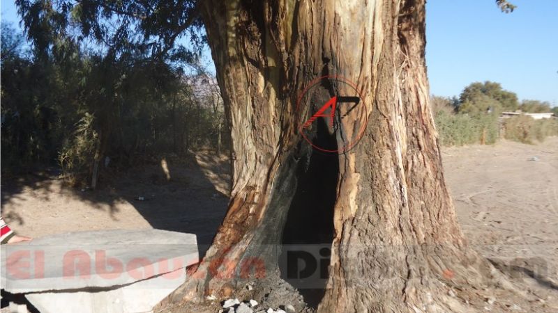 Después de varios vinos casi incendian por completo un árbol