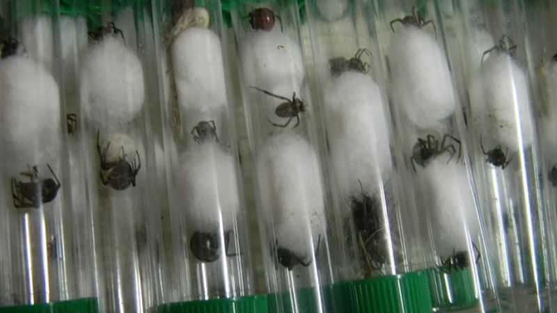 Viudas negras de Paclín serán analizadas en Buenos Aires