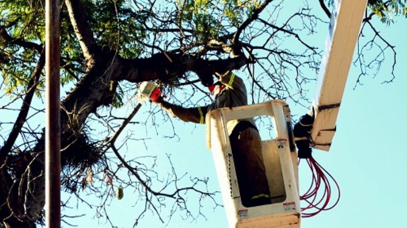 Continúa la poda preventiva en Valle Viejo