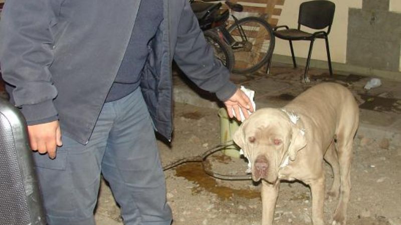 La Policía encontró un Mastín Napolitano