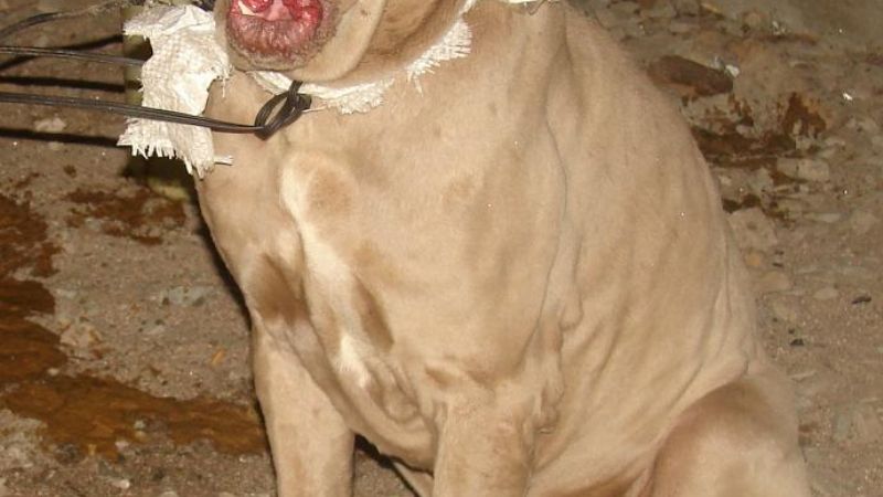 La Policía encontró un Mastín Napolitano