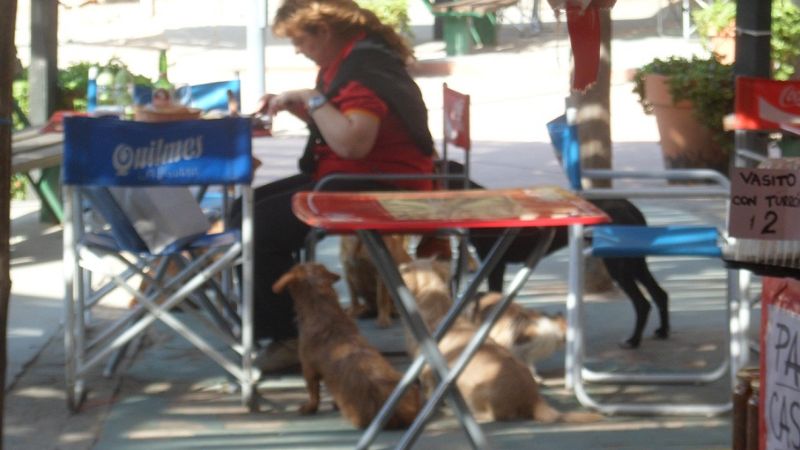 La triste realidad de los perros callejeros de La Gruta  