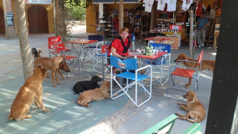 La triste realidad de los perros callejeros de La Gruta  