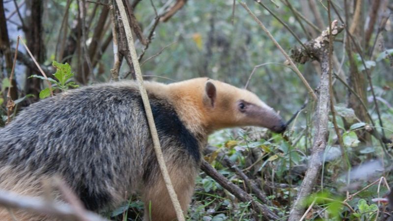 Ambiente liberó un oso melero 