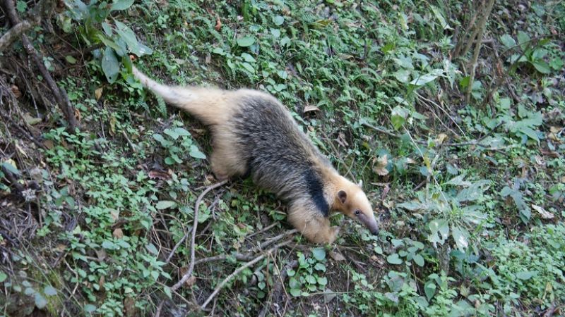 Ambiente liberó un oso melero 