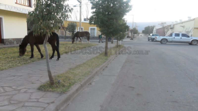 En Tinogasta se quejan de los animales sueltos, en plena ciudad