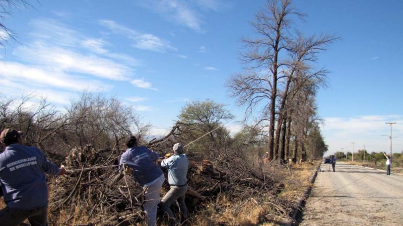 Talan árboles en calles de Colonia del Valle