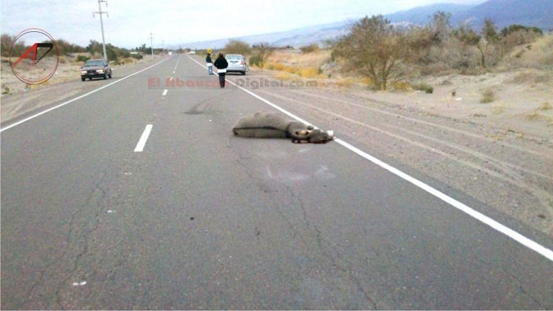 Una docente chocó con un burro al ingreso de Fiambalá