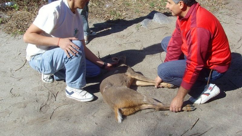 Ambiente liberó una corzuela parda       