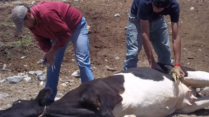 Avances en el sector ganadero de San José  