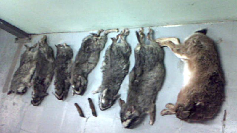 Detienen a un cazador furtivo en El Rodeo