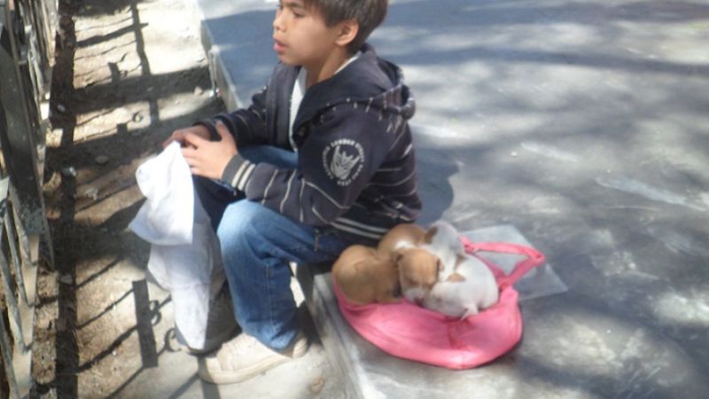 Niño vende perros de raza para ayudar a su familia