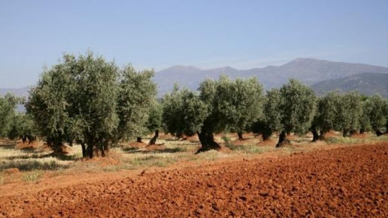 Pide auxilio la industria del olivo: 14 firmas al borde de la quiebra