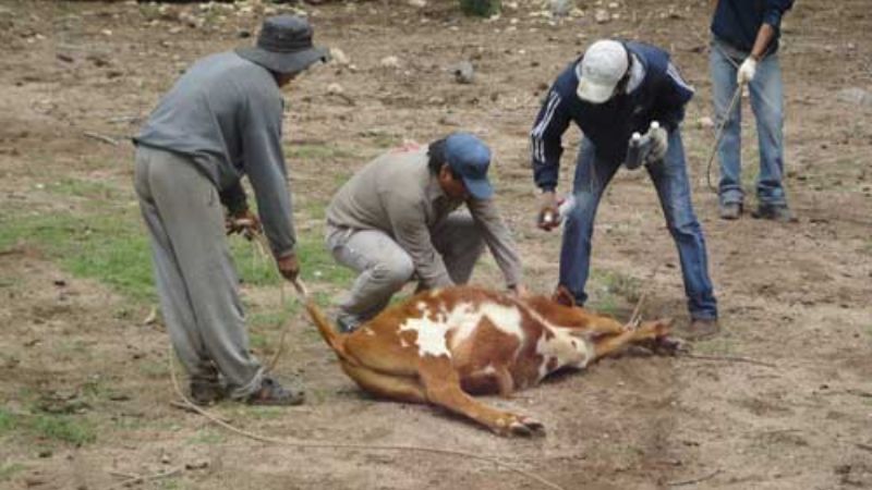 Ganaderos santamarianos se nuclean para viabilizar proyectos