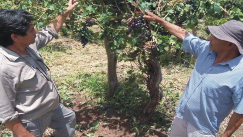 Daños casi totales en sembradíos tinogasteños