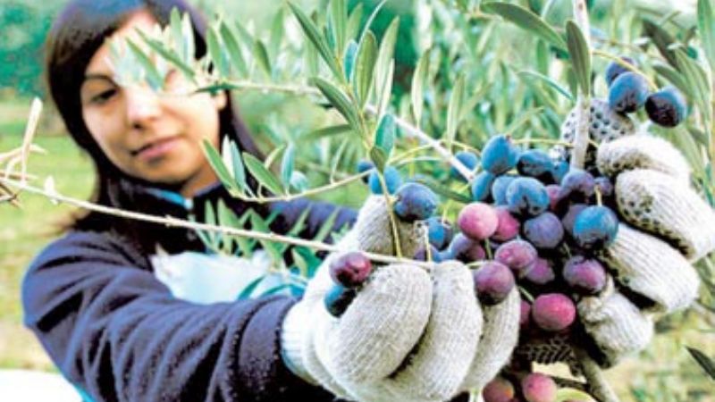 Acordaron el precio para aceituna de mesa