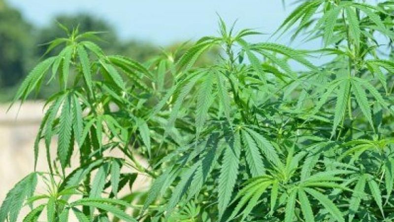 Encuentran plantas de marihuana en los barrios 9 de julio y Esperanza